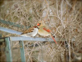 Spatzie (sparrow) and female cardinal. Near Mattoon, IL, February 2013